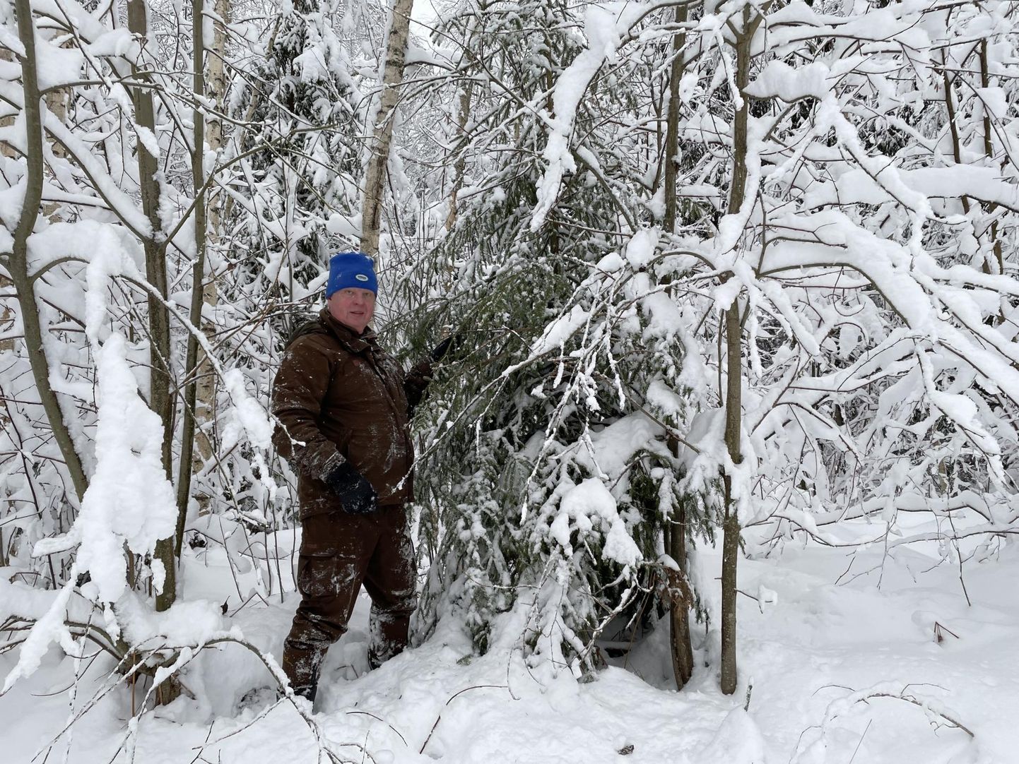 Valgamaa metskonna metsaülem Risto Sepp näitab kraavikaldal kasvavat jõulupuuks sobilikku kuusepuud.