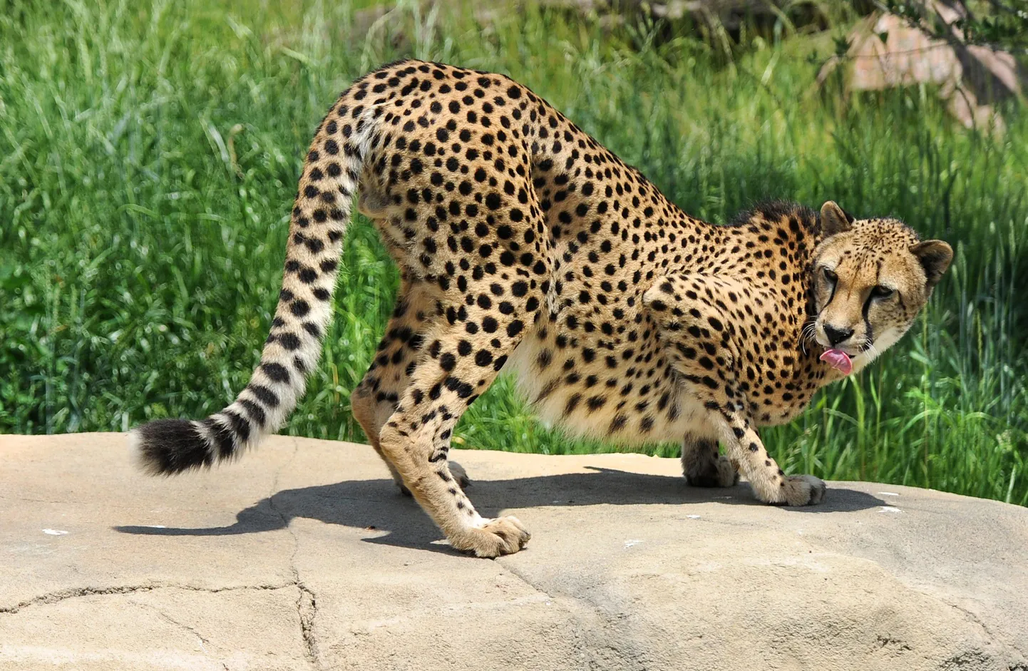 Gepard
