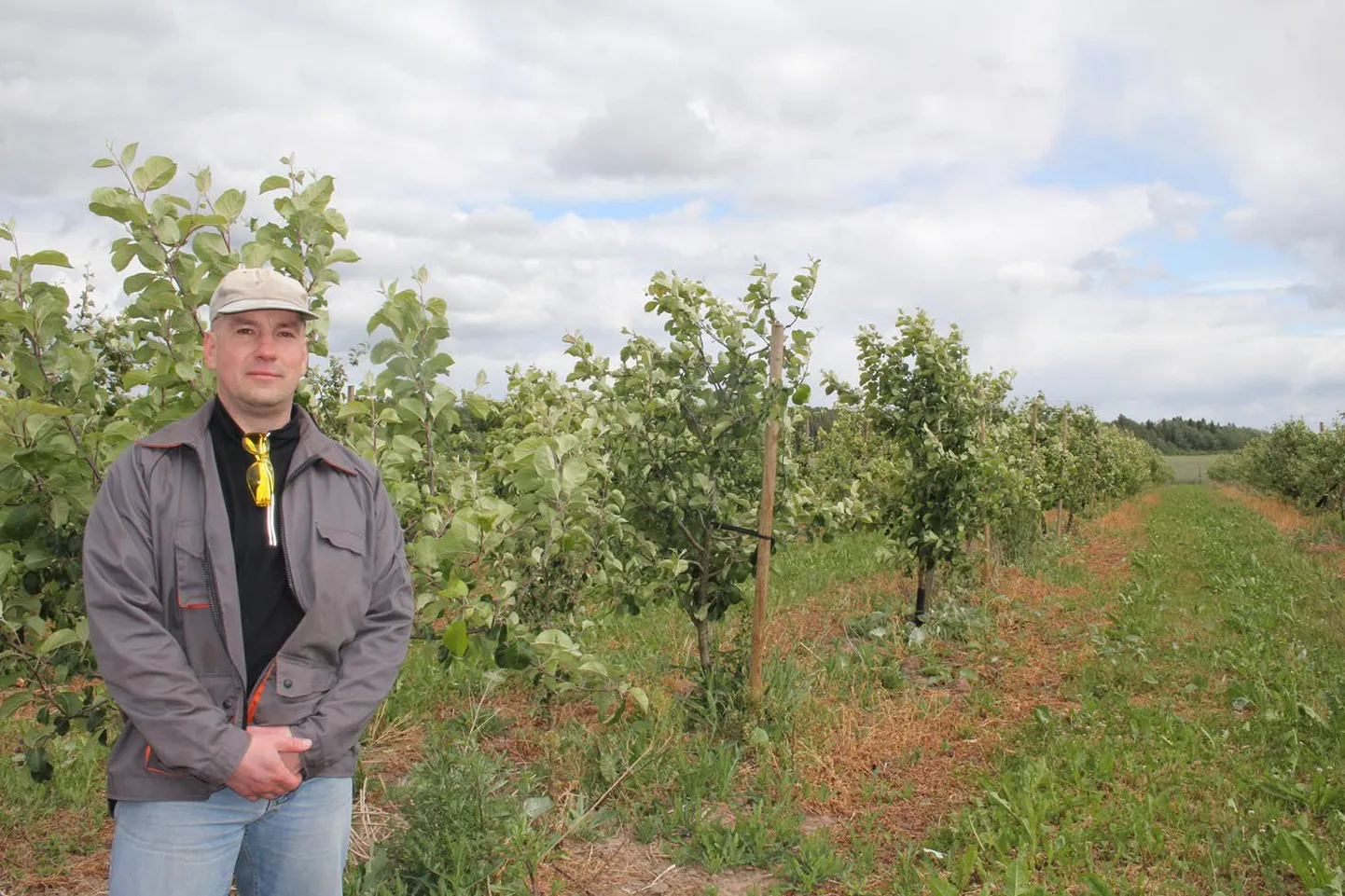 Pealinna ettevõtte Laringo LDT juht Oleg Kononenko on istutanud Kabalasse ostetud maalapile üle 7000 viljapuu ja siiani müünud õunu Tallinna turgudel, sest sukaadide valmistamiseks rajatava tootmistsehhi tarvis puudub krundil tööstusvool.