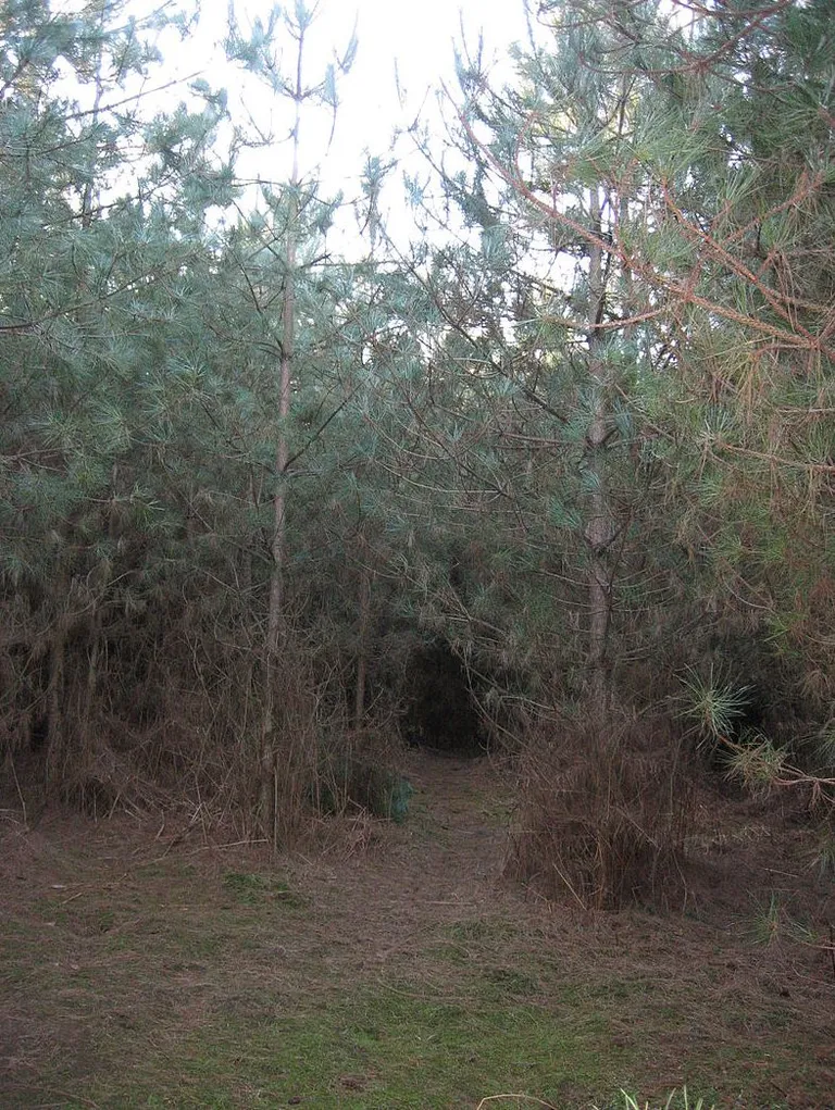 Briti Rendleshami mets, kus nähti ufosid