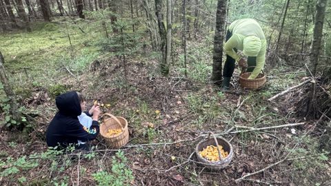 Kas sel aastal tasub korviga metsa minna? Seenelised annavad aru