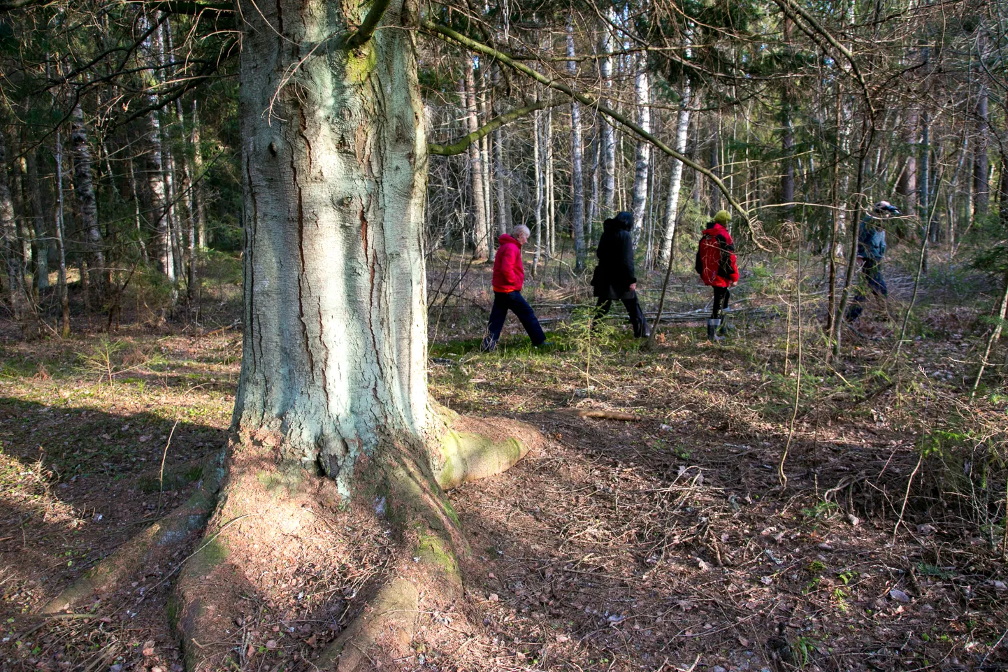 Kõige üldisemalt mõistetakse põlispuuna puud, mis on rinnakõrguselt ehk 130 cm kõrguselt mõõdetuna vähemalt 220 sentimeetrise ümbermõõduga.