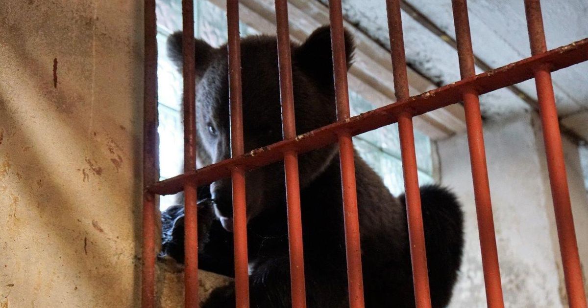 Karu Proša võib Venemaale naasta järgmisel nädalal