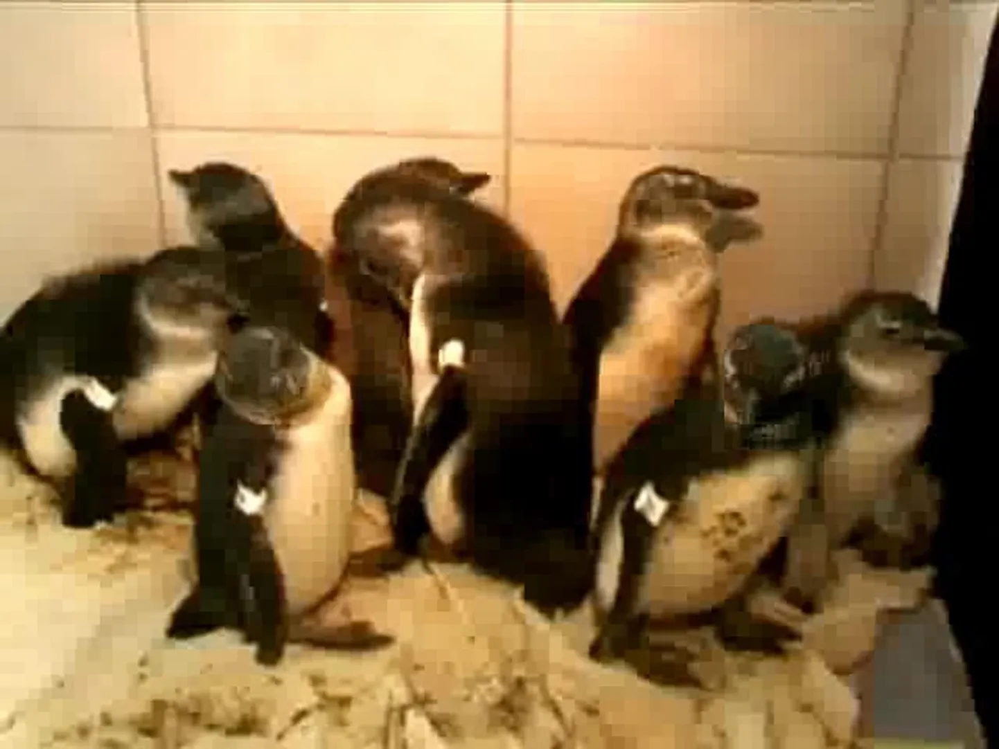 Video: nälginud pingviinid päästeti kindlast surmast