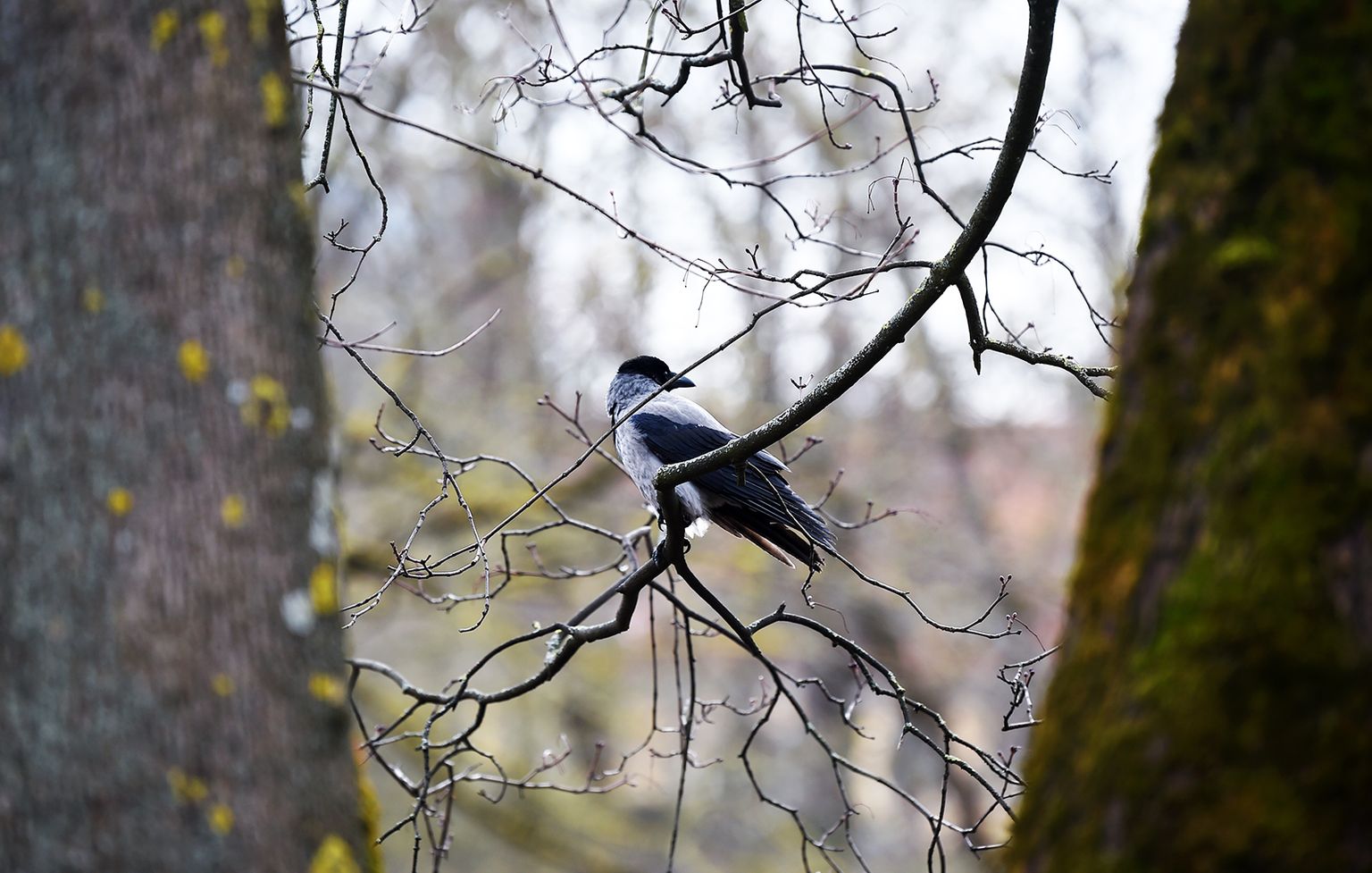 Ворона на дереве