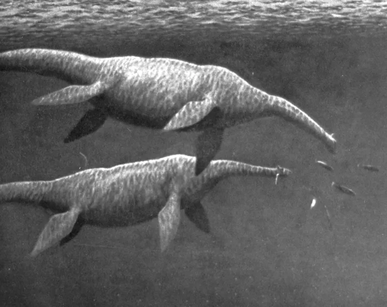 Joonistus, millel on kujutatud eelajaloolisi veeloomi plesiosauruseid
