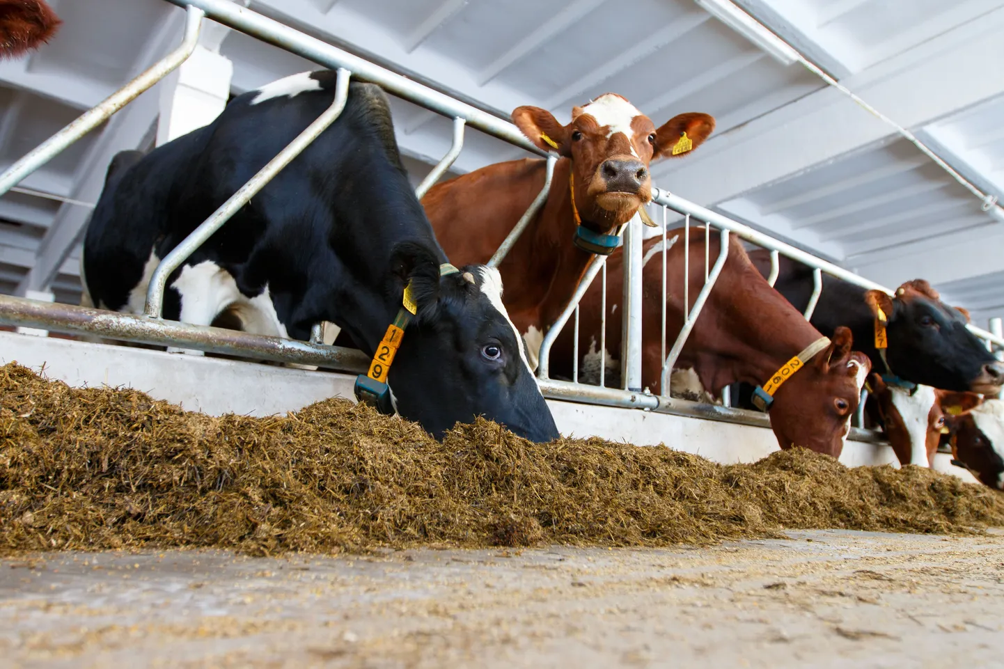 Kevadel alustati Laatres uue farmihoone ehitusega. Nüüdseks on lehmad uude lauta sisse kolinud ning tunnevad end seal silmanähtavalt hästi.