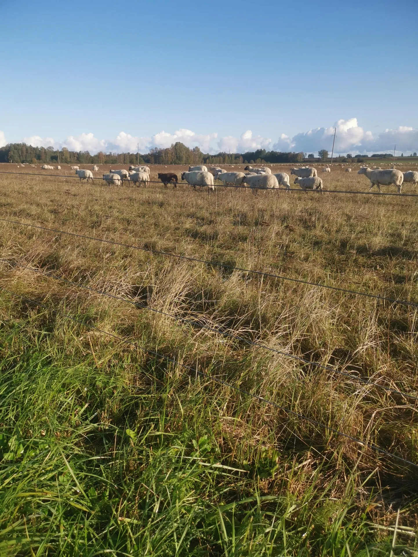 Pille Hammerbecki sõnul on Haljala vallas Kisuvere külas oleval üle 50 hektari suurusel karjamaal tuhatkond lammast.