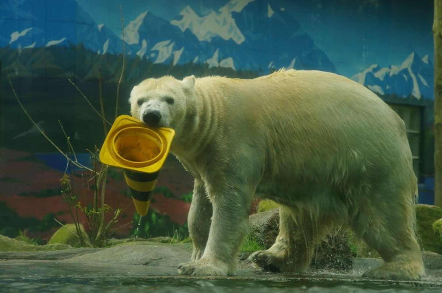 Kui Neumünsteri loomaaias oleks tõepoolest läinud loomade teineteisele söötmiseks, oleks jääkaru Vitus viimane ellujääja.