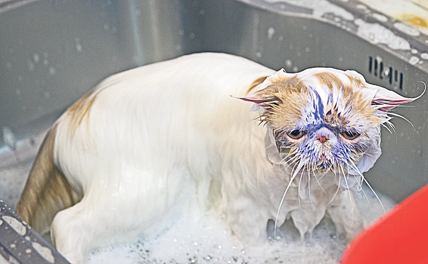 Valgele pärsia kassile mõeldud lilla šampooni ülesandeks on ka karva valgendamine.