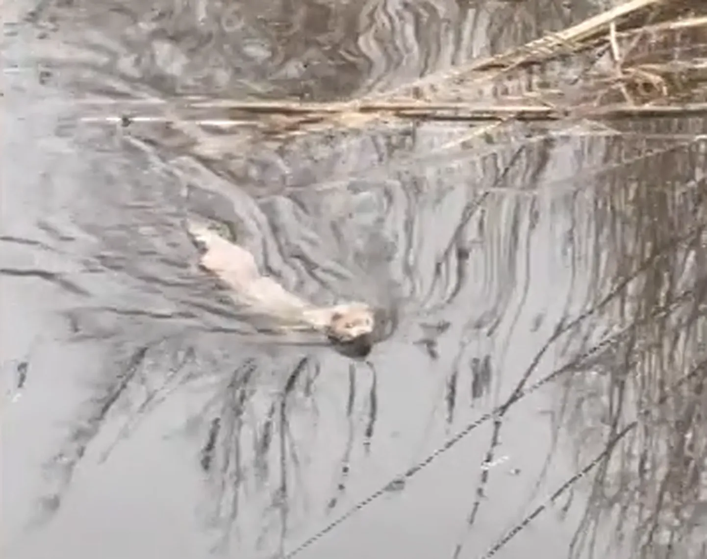 Mink Valgerannas.