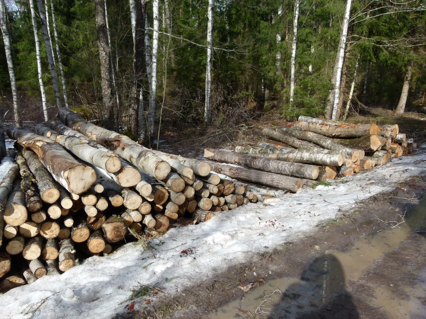 Metsameeste keeles on pildil sortimendid. Eestikeelsem (seega ka -meelsem) oleks sortiment, mis koosneb puidusortidest.