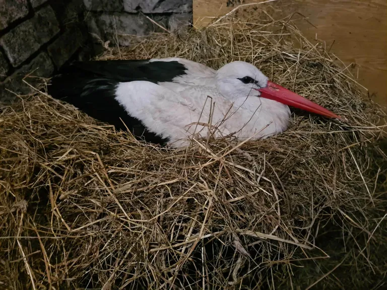 Hoiukodus olev toonekurg.