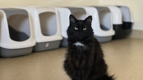 Paku kodusooja: rahulik rändur Leo otsib armastavat kodu!