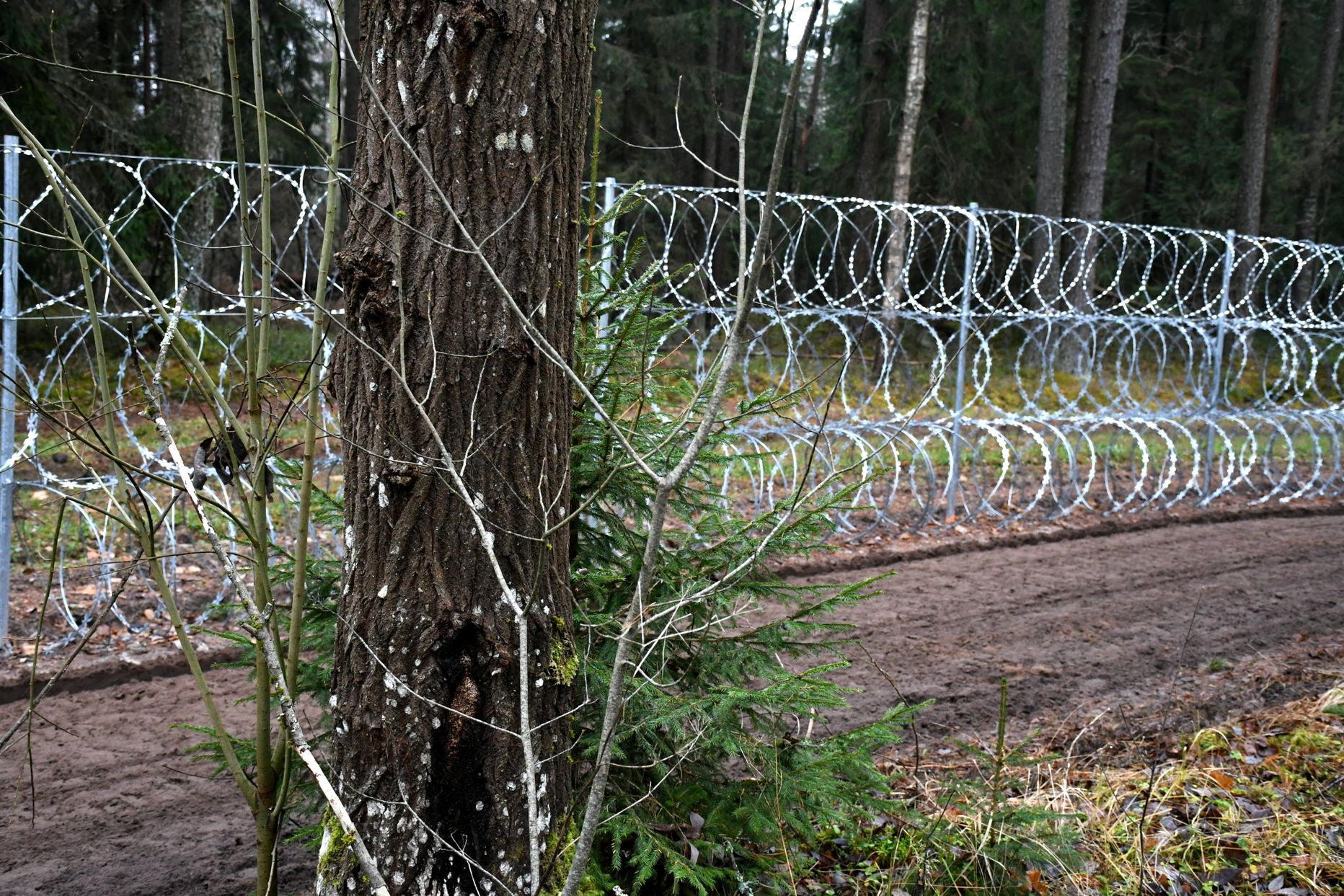 Barbed wire fence on Latvia-Belarus.
