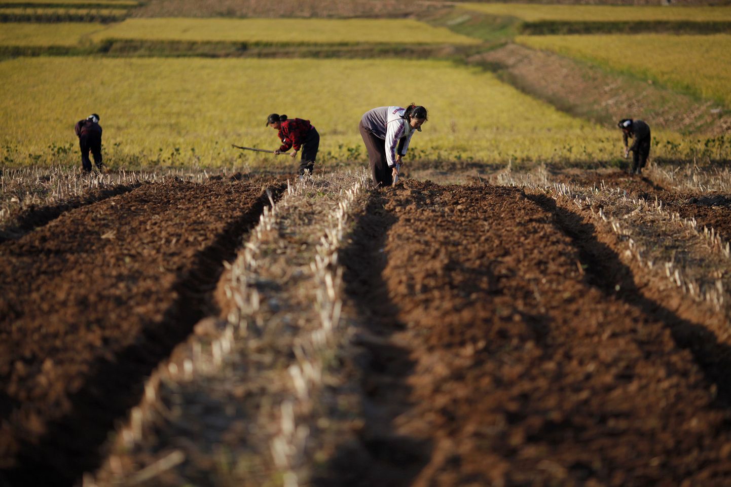 Põhja-Korea farmerid