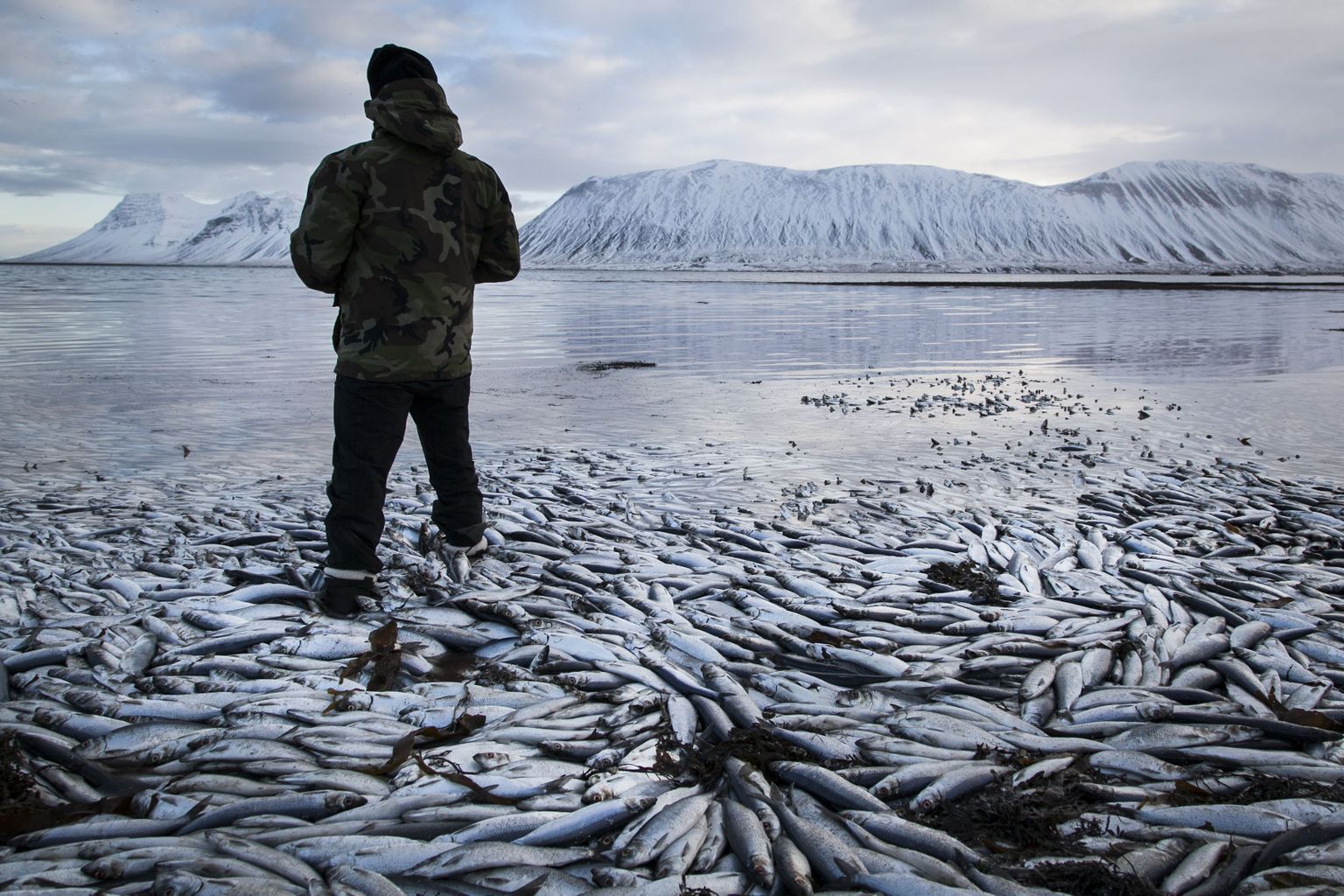 Külmaks läinud ilm tekitas Norras ebatavalise loodusilmingu