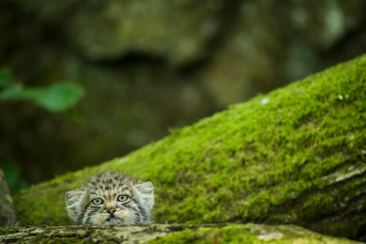Manul.