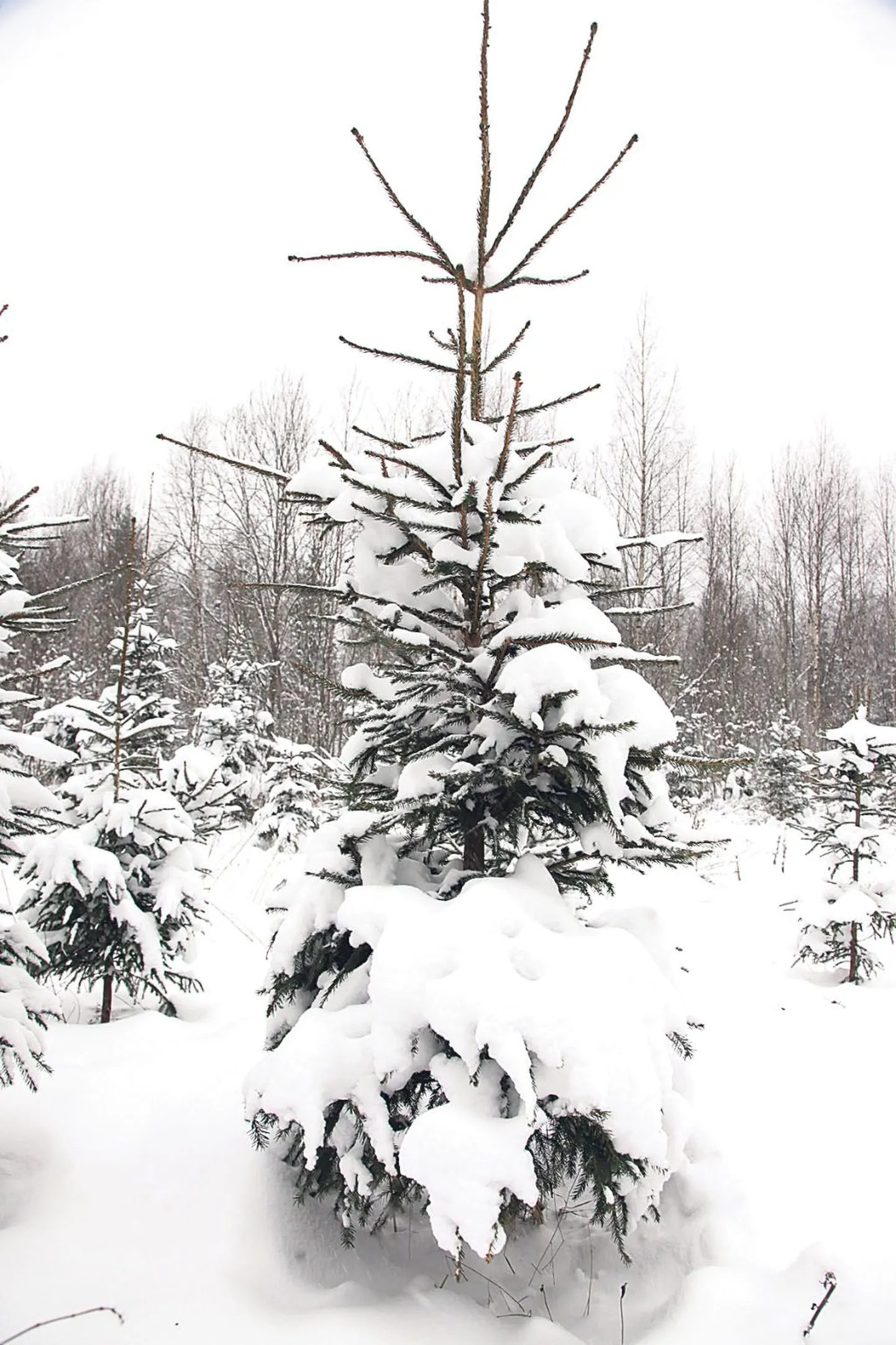 Järsu temperatuurimuutuse tõttu võib kuusk okkad maha visata. Puul aitab ilus püsida spetsiaalne toitelahus.