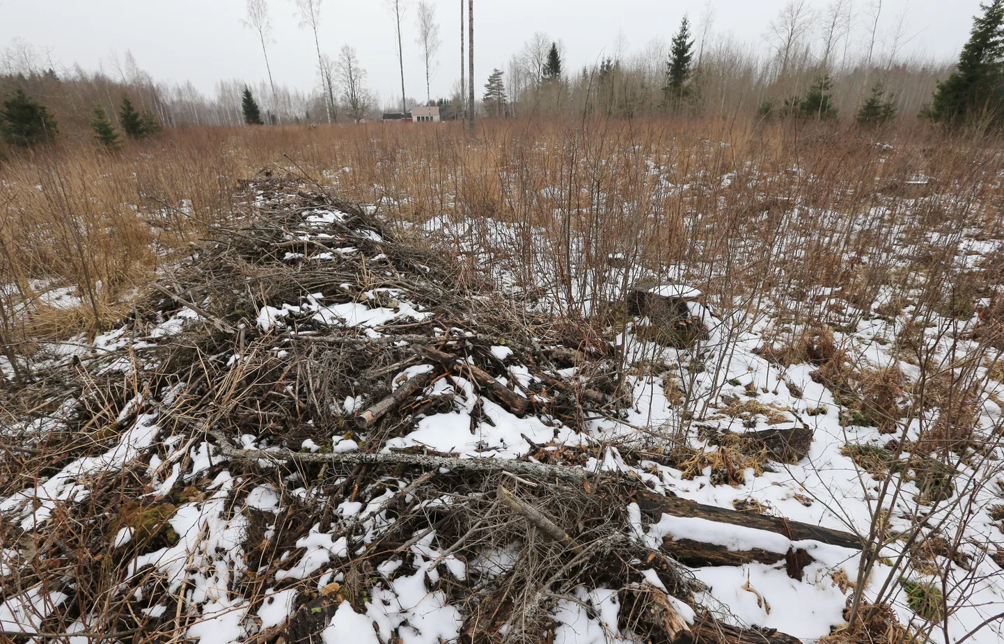 Selle lagedaks raiutud ala Tartumaal Võnnu vallas ostis Birdeye fond Metsasihi-nimeliselt firmalt mullu 31. oktoobril, lähikümnendeil pole siit tulu loota.