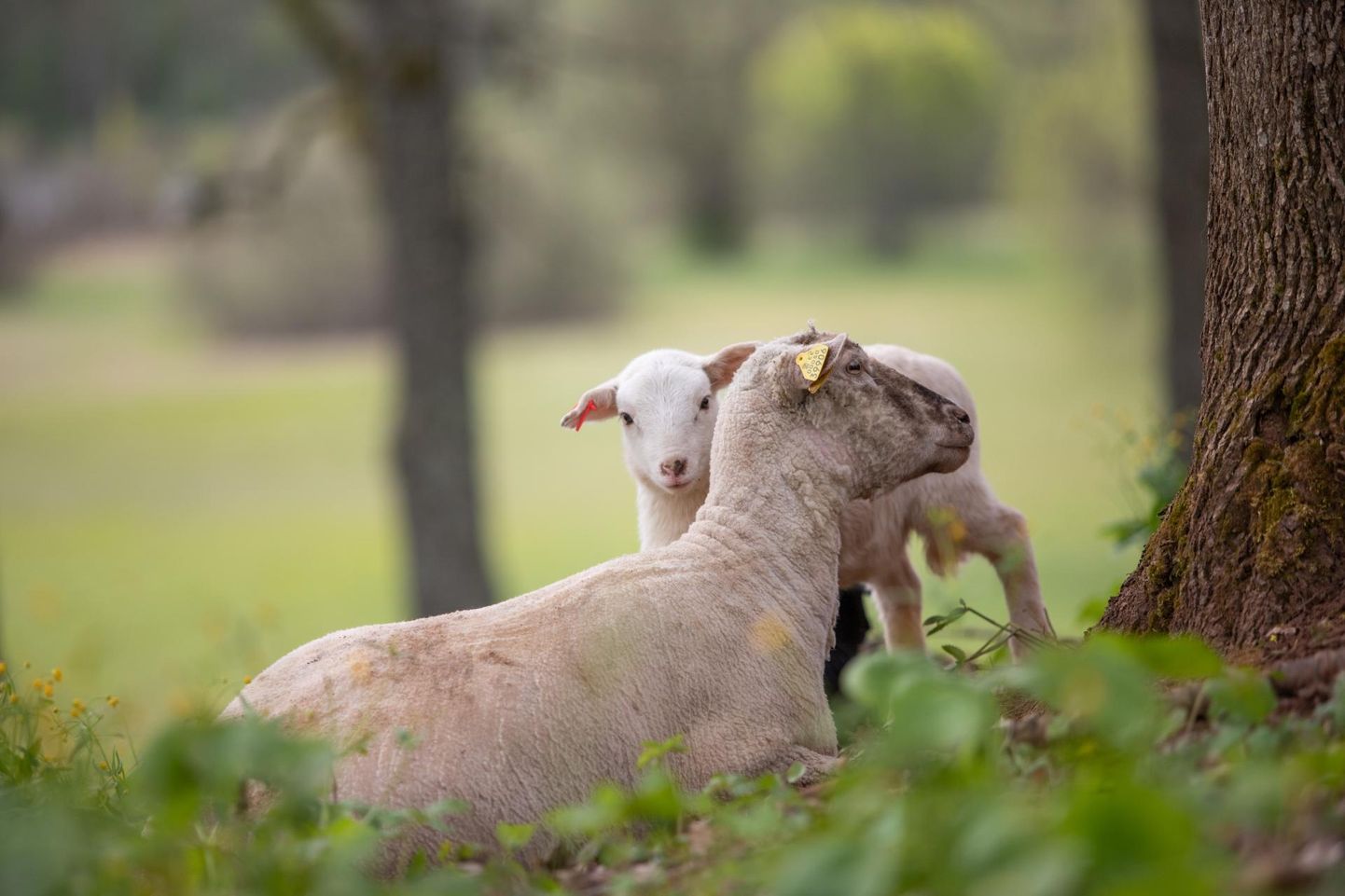 Viljandi linn organiseerib maikuu teiseks pooleks lossimägede nõlvadele taas looduslikud muruniidukid – lambad.