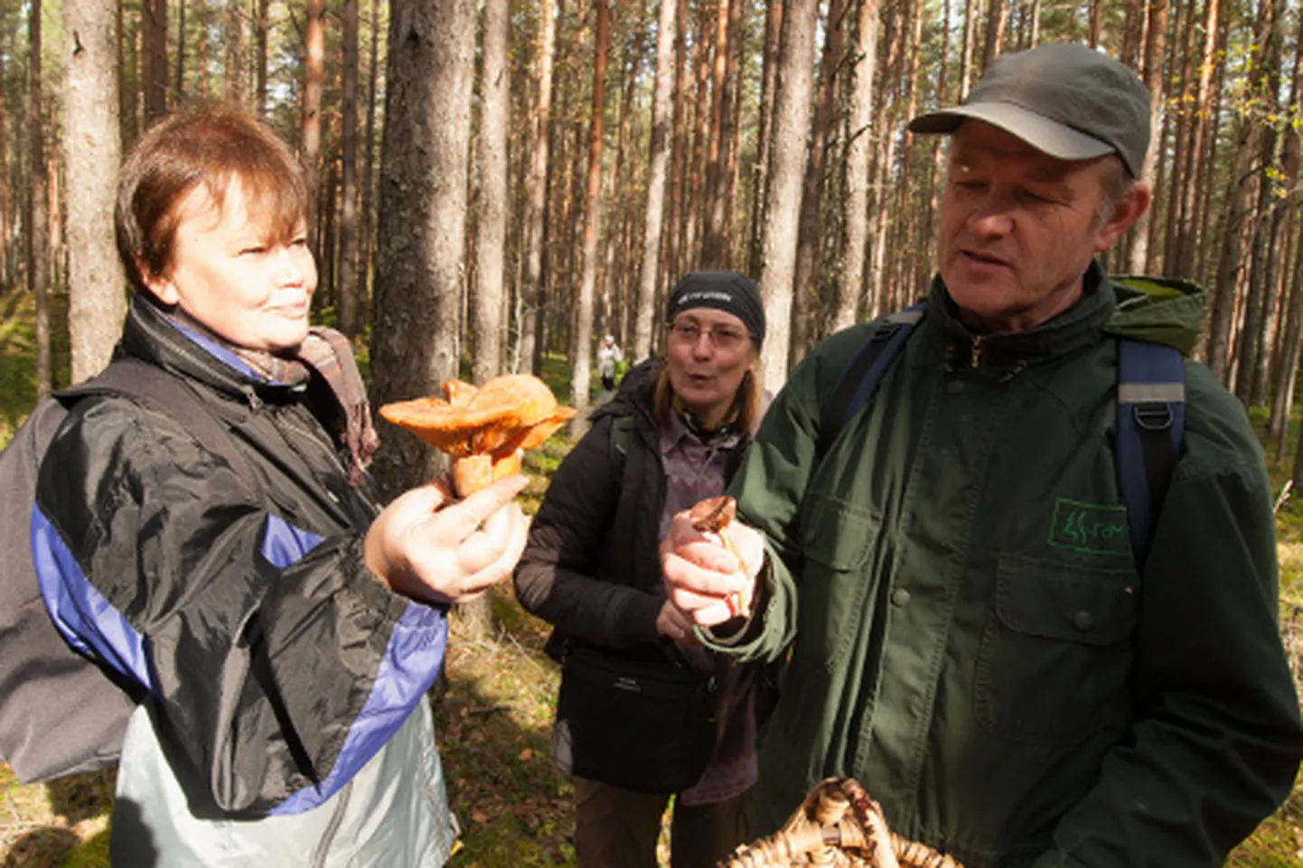 TUTTAV JA TUNDMATU: Kui seeneretkel leitud porgandriisikad on metsas käijatele tuttavad, siis männiliimik giidi Urmas Kaja näppude vahel jääb sageli korjamata. "See on raamatute järgi hea söögiseen, aga mõne seene värv ja välimus kohe ei kutsu sööma," rääkis Kaja, kes on rohkem pihkase liimiku austaja, mille hea eristustunnus on erekollane jalaalus. Nii pihkane kui männiliimik sobivad suurepäraselt ka villase lõnga värvimiseks.