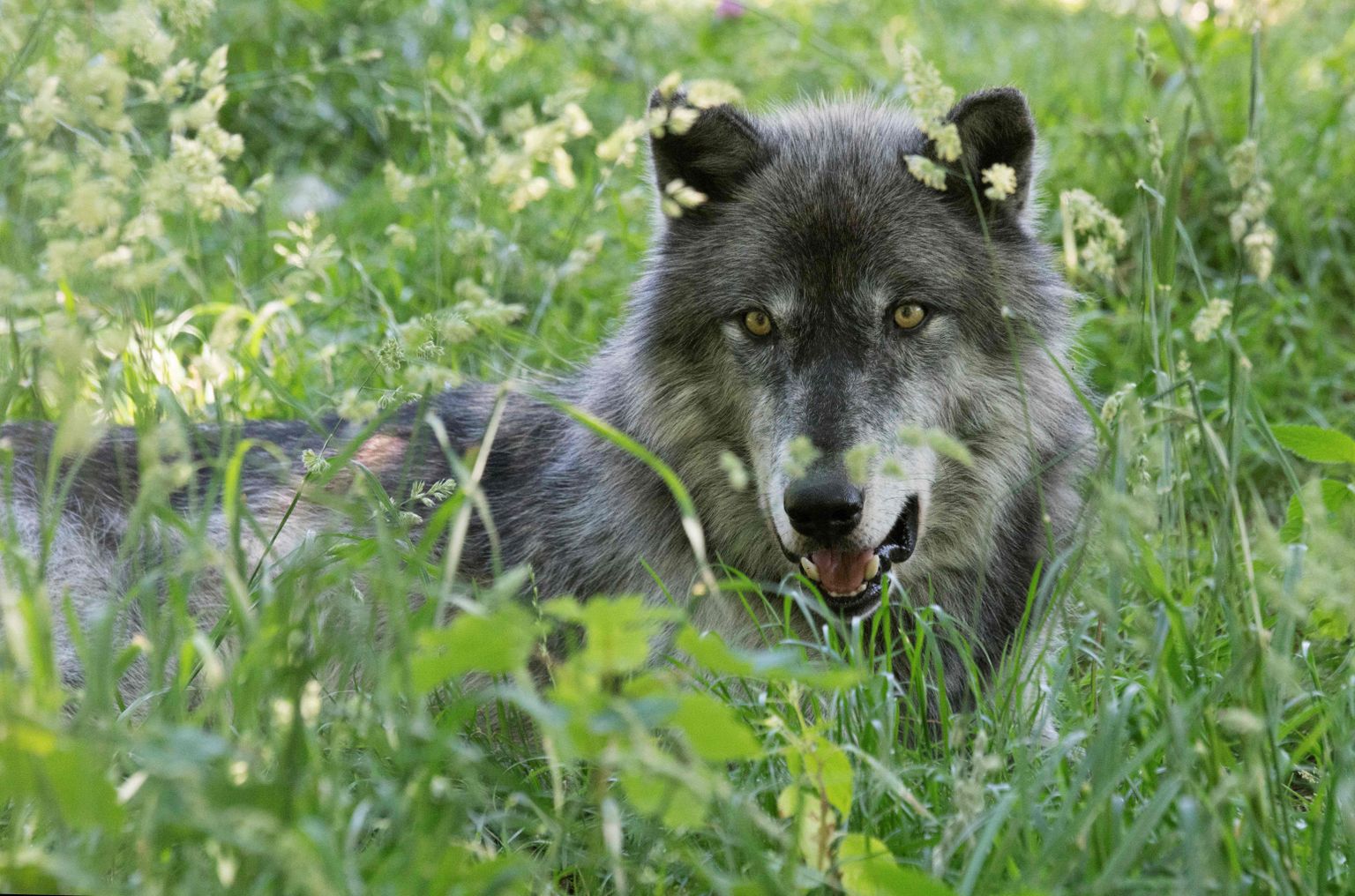 Hunt