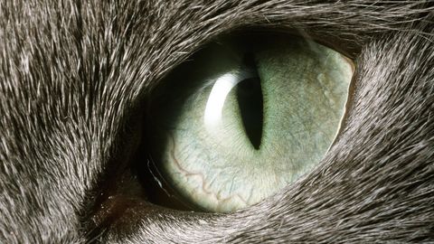 Pane end proovile: kas suudad kümme looma nende silmade järgi ära tunda? 