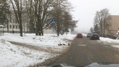 Фото читателя: в Эстонии даже утки следуют правилам дорожного движения