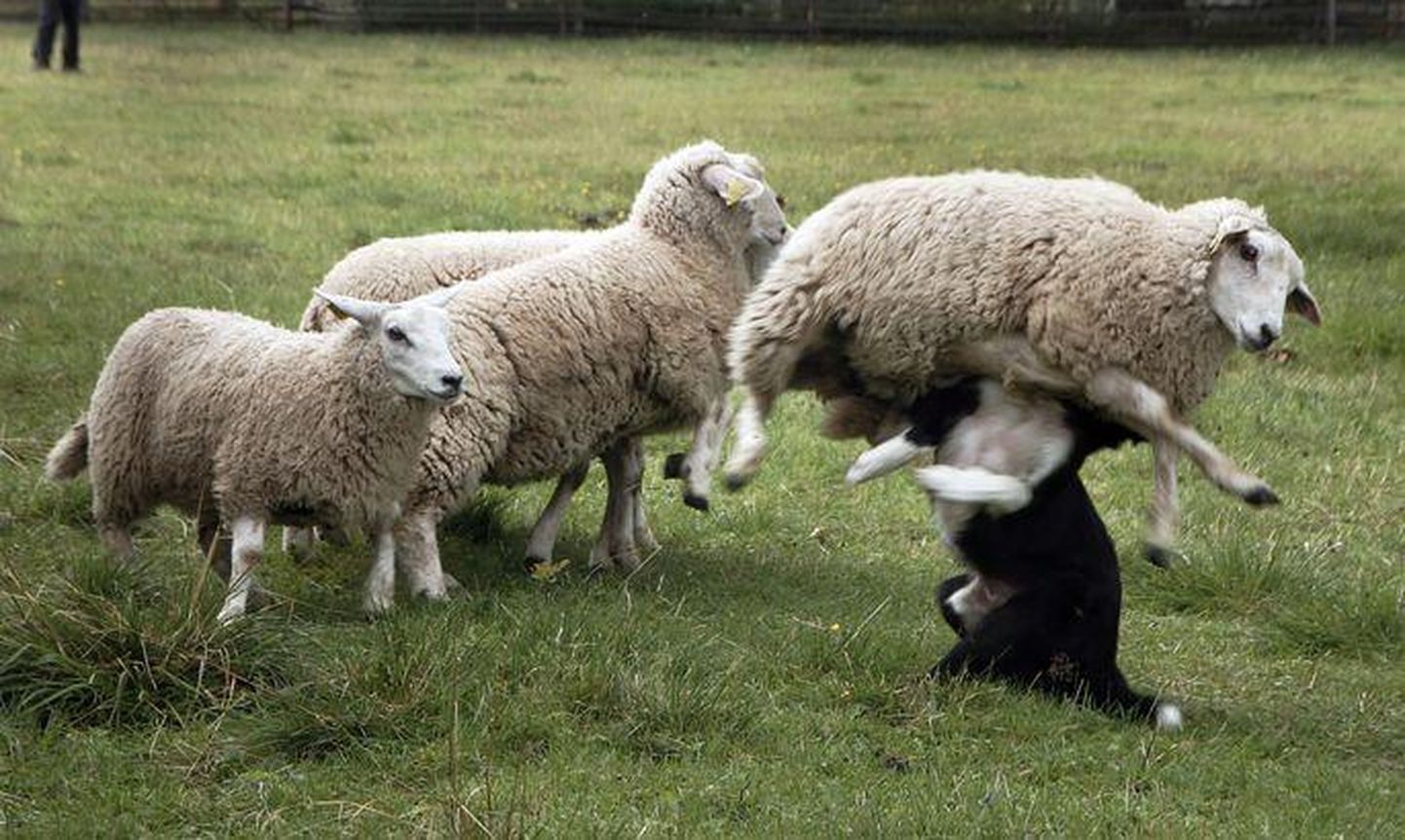 Lambapäeval on näidanud oma oskusi ka karjakoerad.