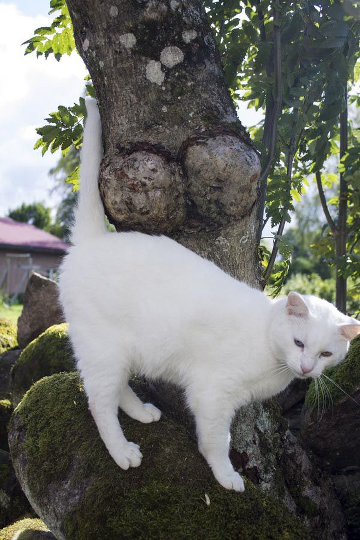 Kass Silver miilustab oma kodumaja hoovis paisuvate tissidega puu ümber.