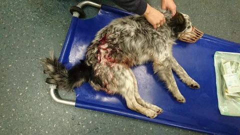 Неизвестный выстрелил в собаку: спасти жизнь пса не удалось