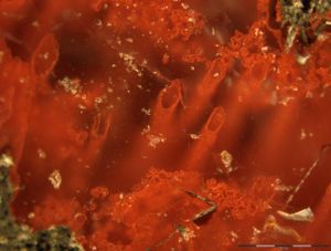 Termaalkorstnate juurest avastatud hematiiditorud on ühed vanimad mikrofossiilid, mis kunagi leitud ja seega ka tugev tõestus varase elu mitmekesisusest.