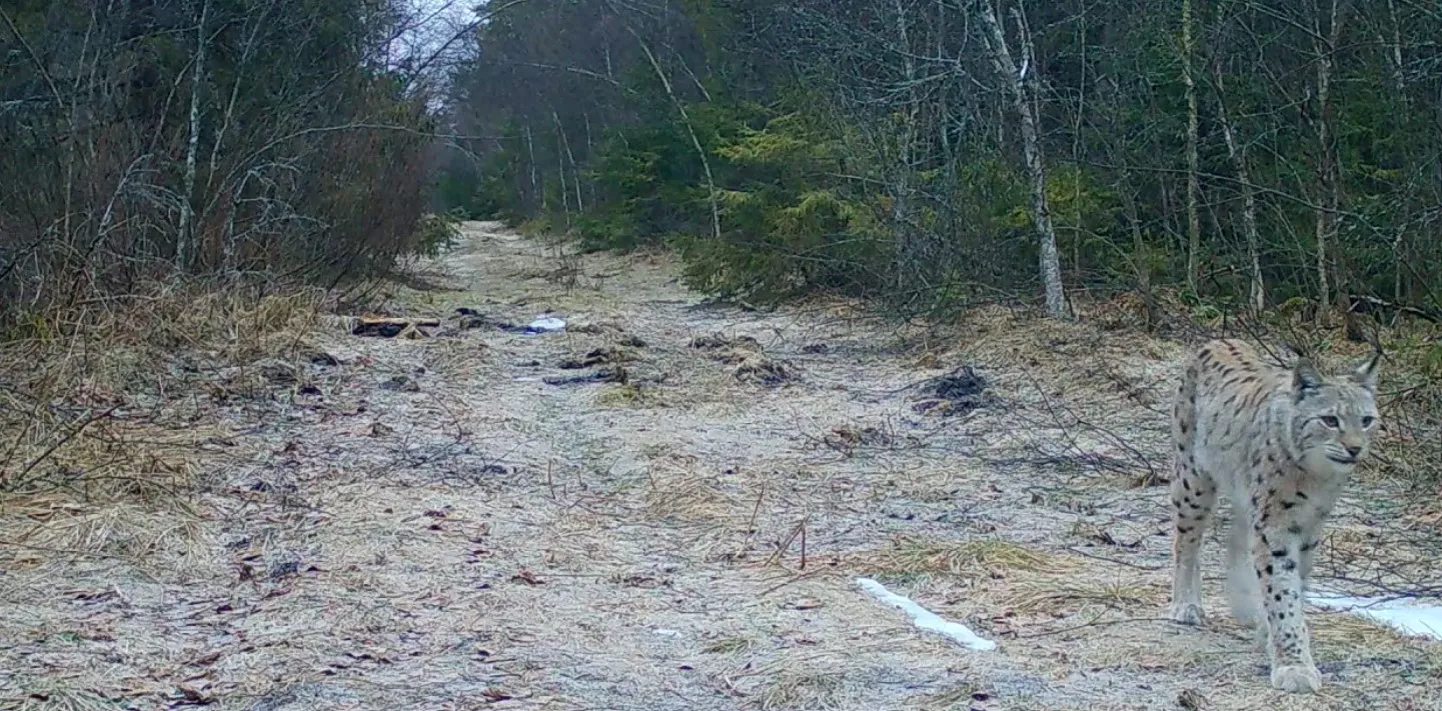 Rajakaamerasse jäänud ilves.