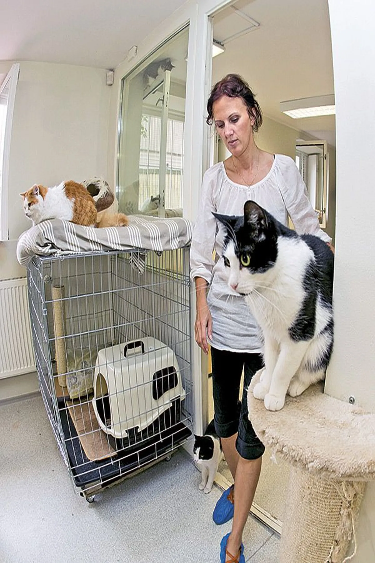 Kasside Turvakodu vabatahtlik Edit Kauts julgustab inimesi võtma endale ka pelglikke kasse, sest nad kasvavad kodusoojuses sõbralikuks.