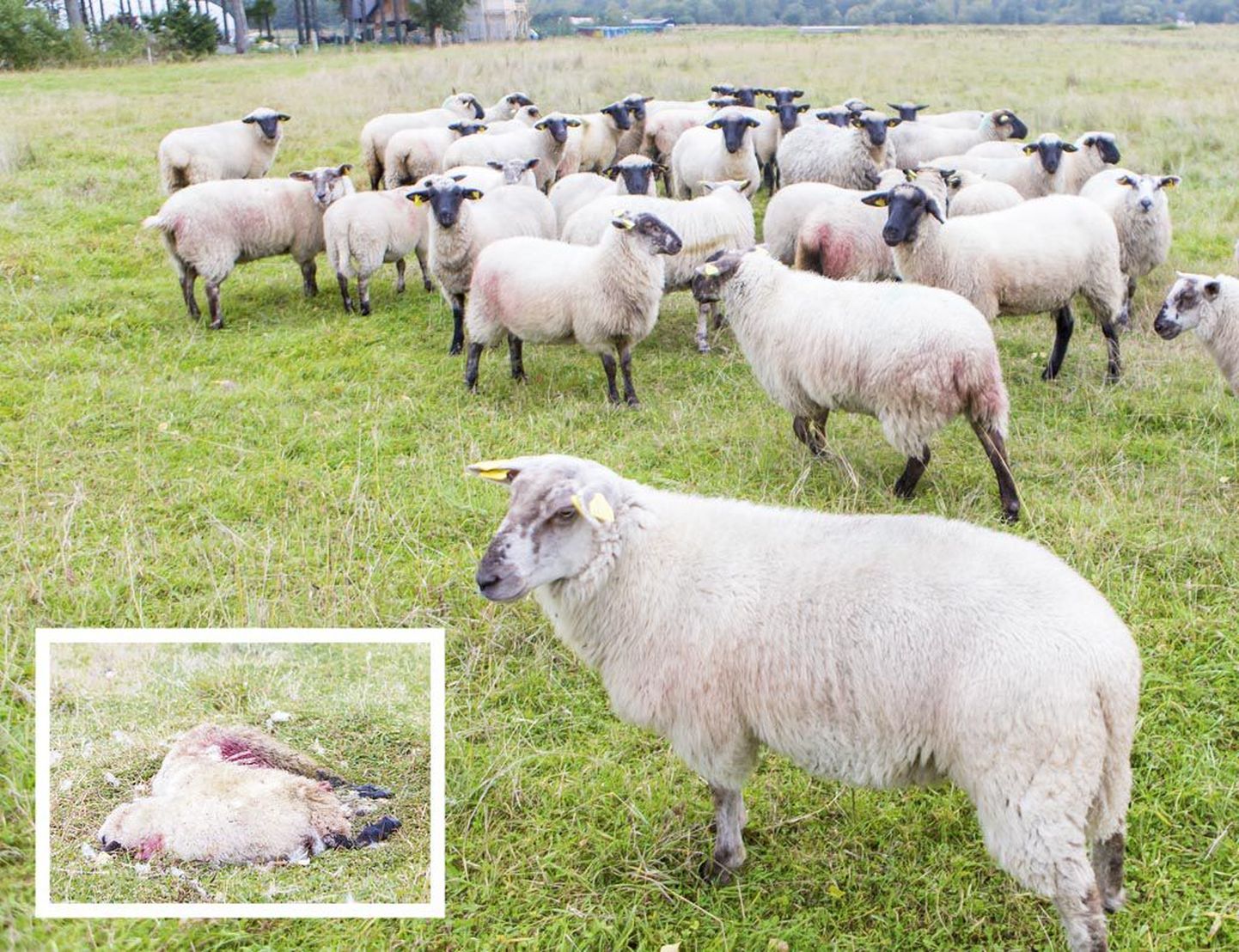 Viis lammast leiti surnuna, ent veel kaks olid kadunud ja kolm rängalt viga saanud.