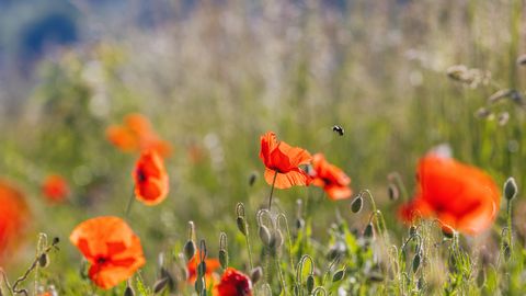 Latvijā sākusies meteoroloģiskā vasara