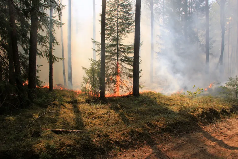 Metsapõleng Hummuli vallas Aitsra külas.