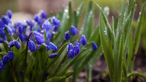 Piektdiena daudzviet iesāksies ar lietu