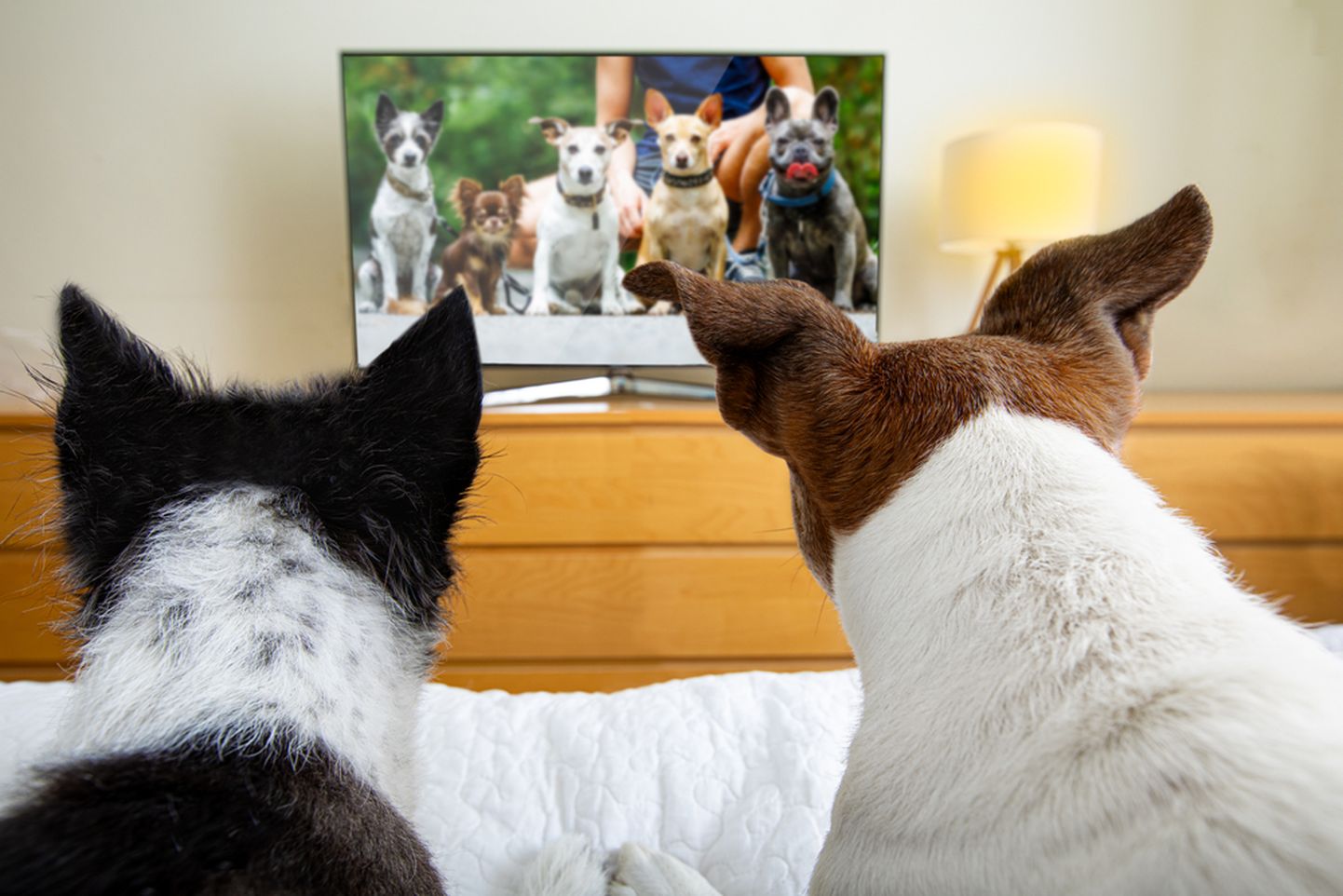 Какую телепрограмму предпочитает ваша собака?
