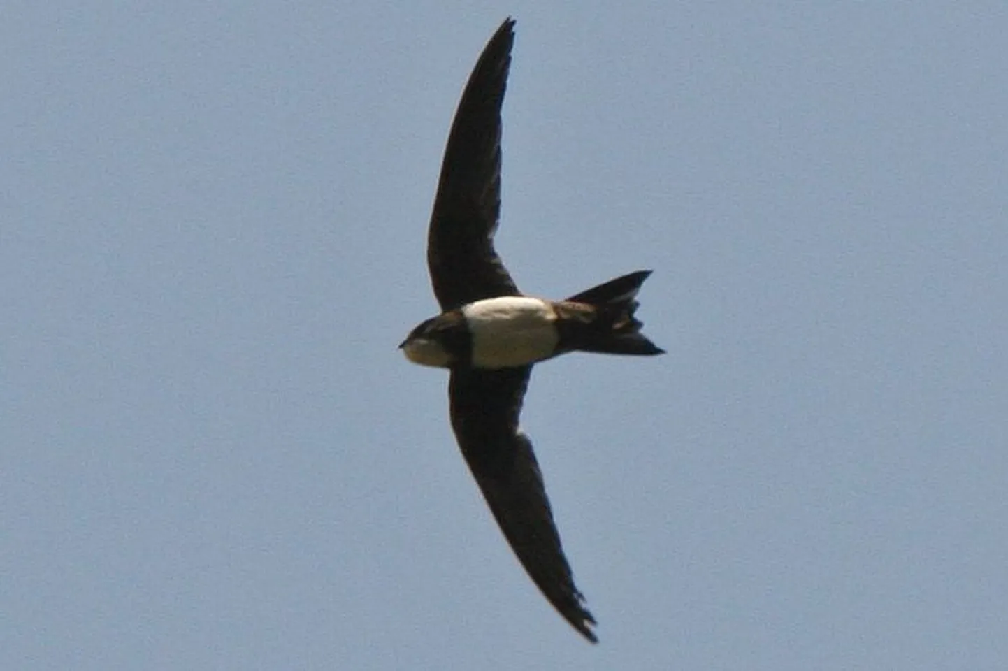 Suurpiiritaja (Apus melba).
