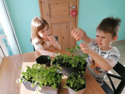 Herne moodi maitsevad hernevõrsed on Tambeti ja Linda lemmikud, ka salat kõlbab mekutamiseks, ülejäänut võivad ema-isa ise süüa.