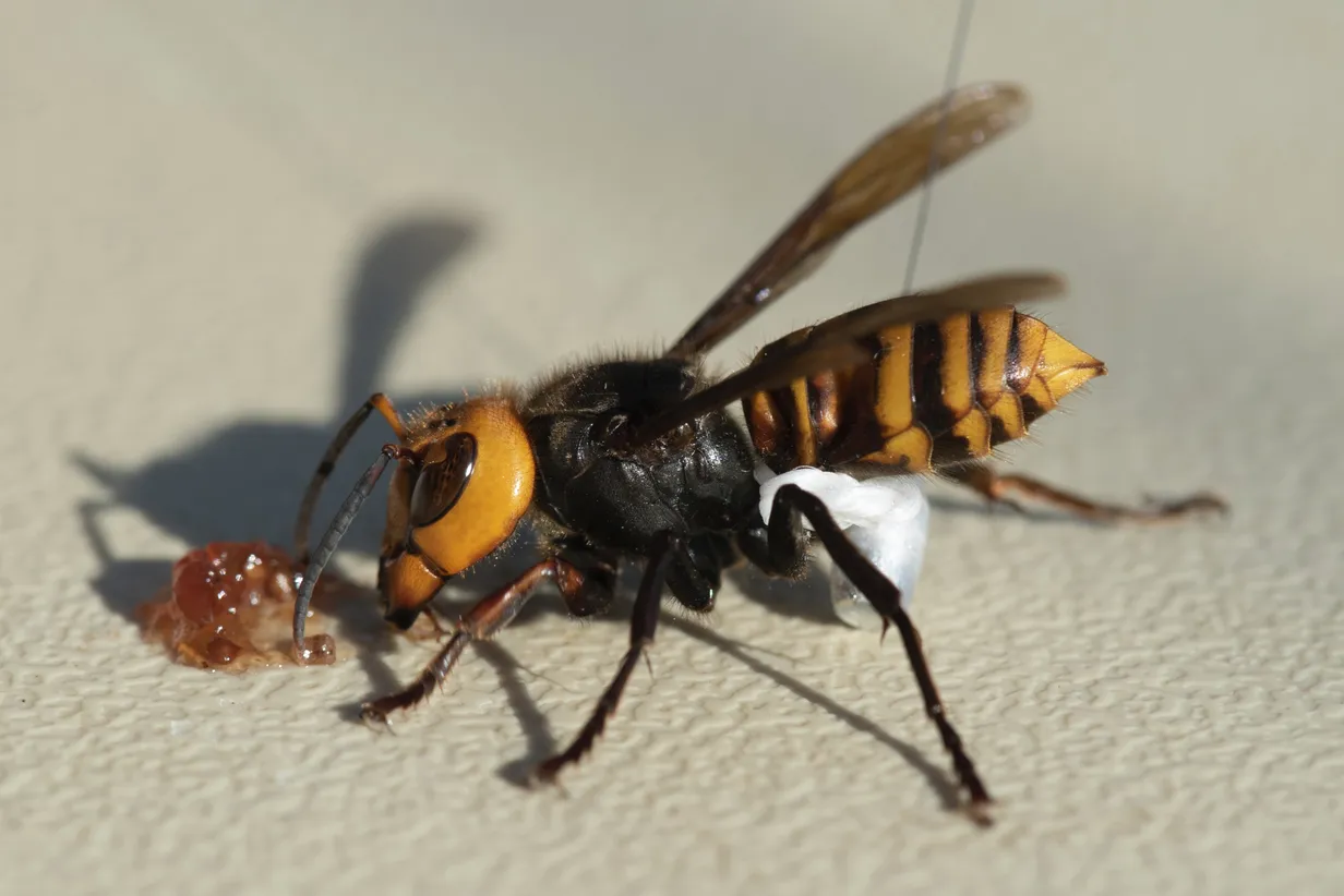 PILDID JA VIDEO USA entomoloogidel õnnestus hävitada «mõrvarvapsikute» pesa