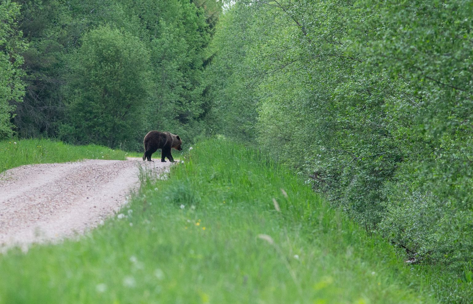Jahihooaja esimesel nädalal lasid kütid Eestis 23 karu