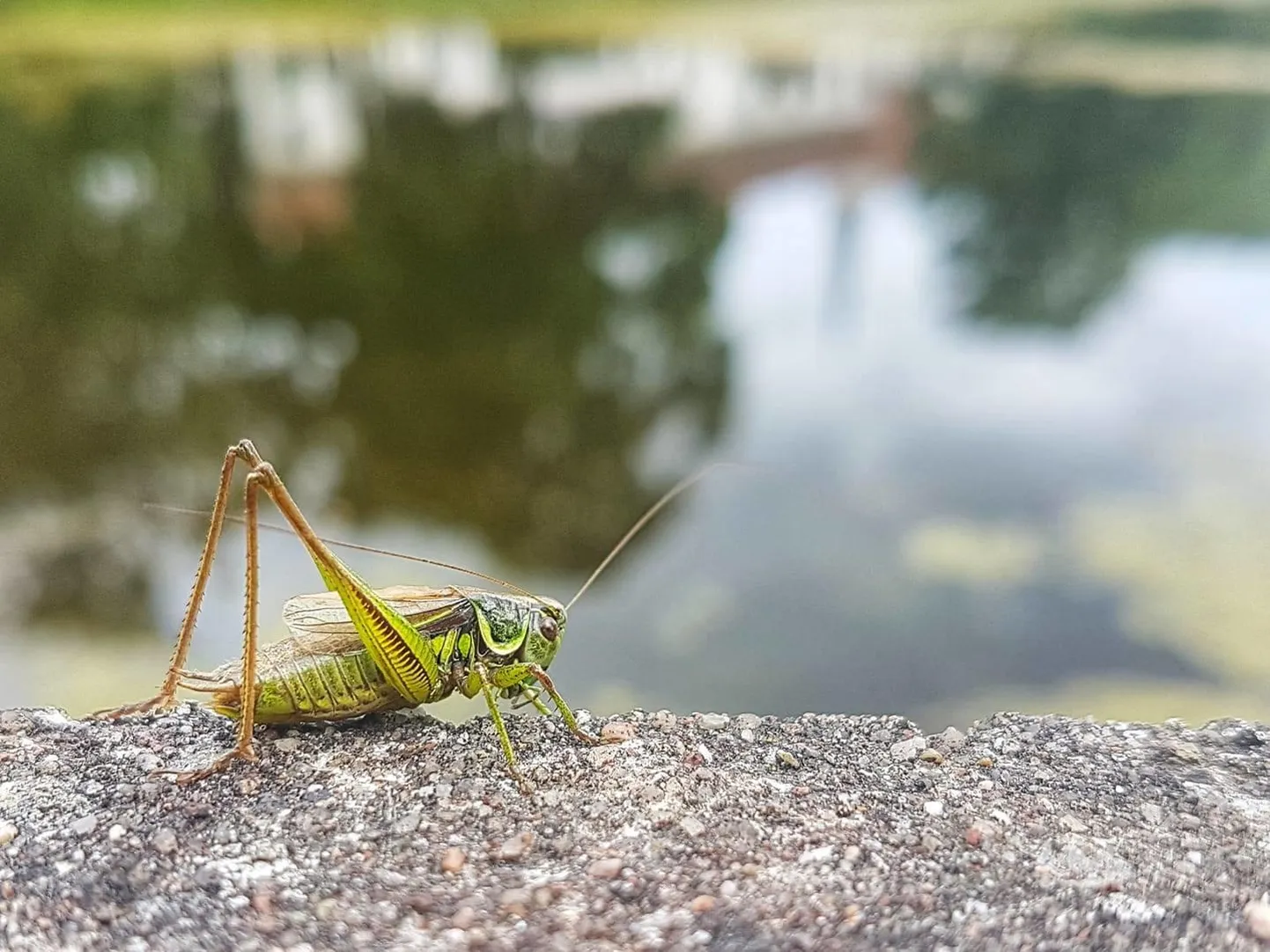 Ääris-niiduritsikas vaadet imetlemas.