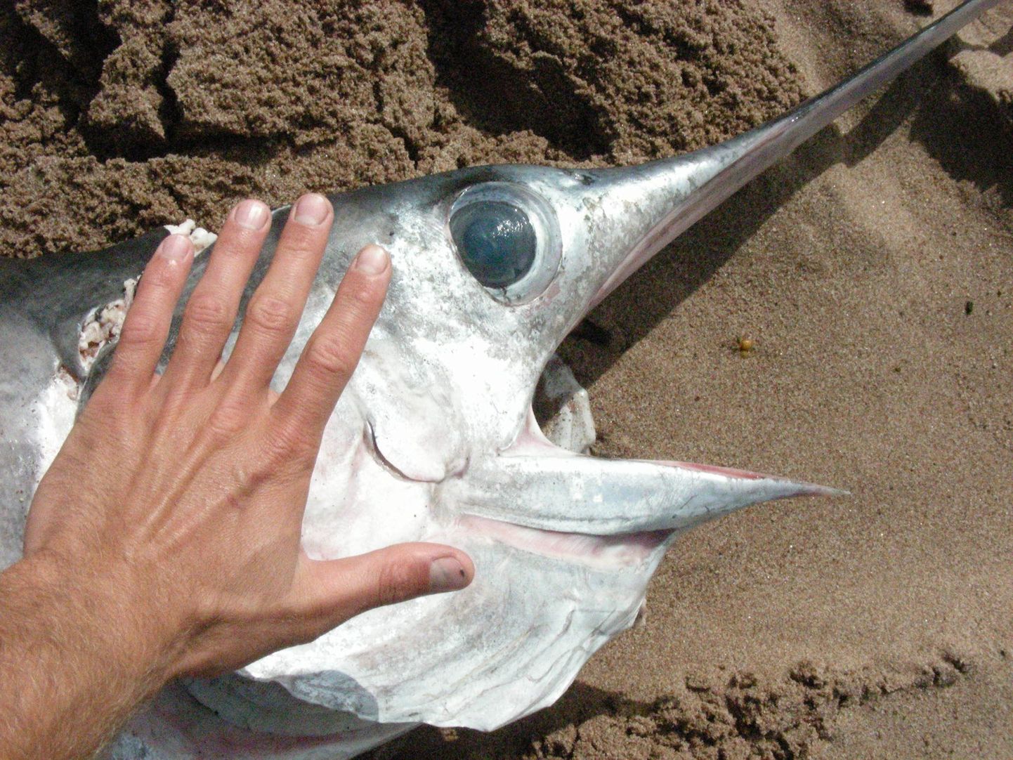 Рыба-меч, найденная на побережье Хийумаа.Иллюстративное фото.
