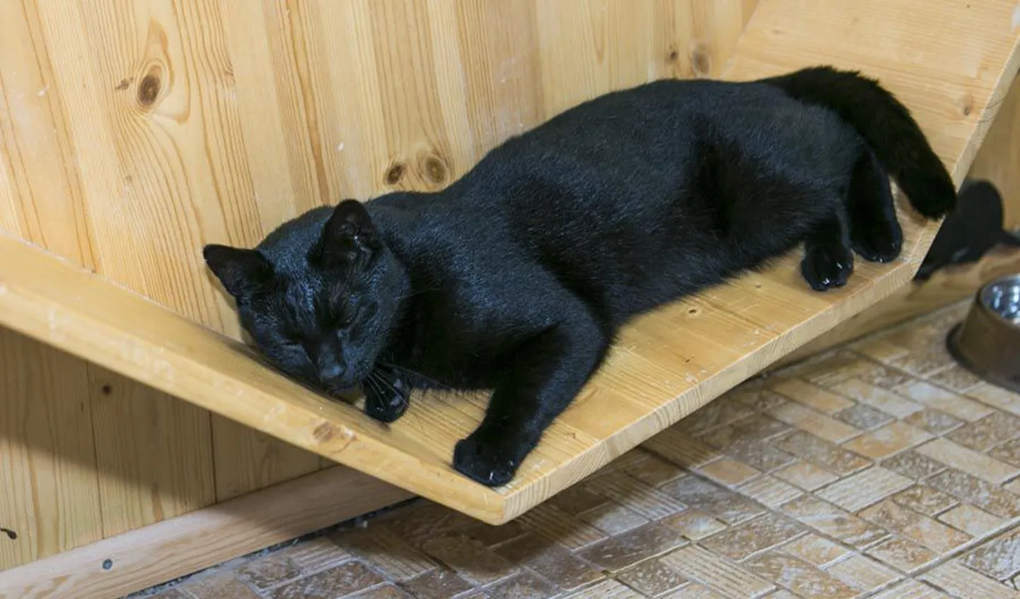 Ka mustakarvaline kass on kõigest kass.