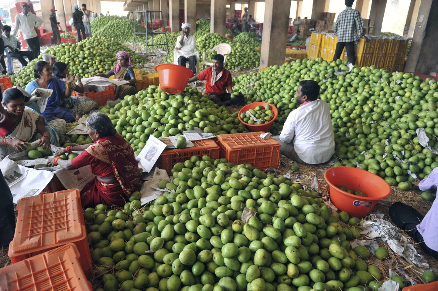 Mangode sorteerijad Indias