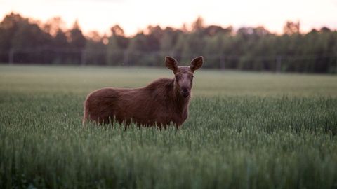 Viljandimaal on sõralisi jäänud vähemaks