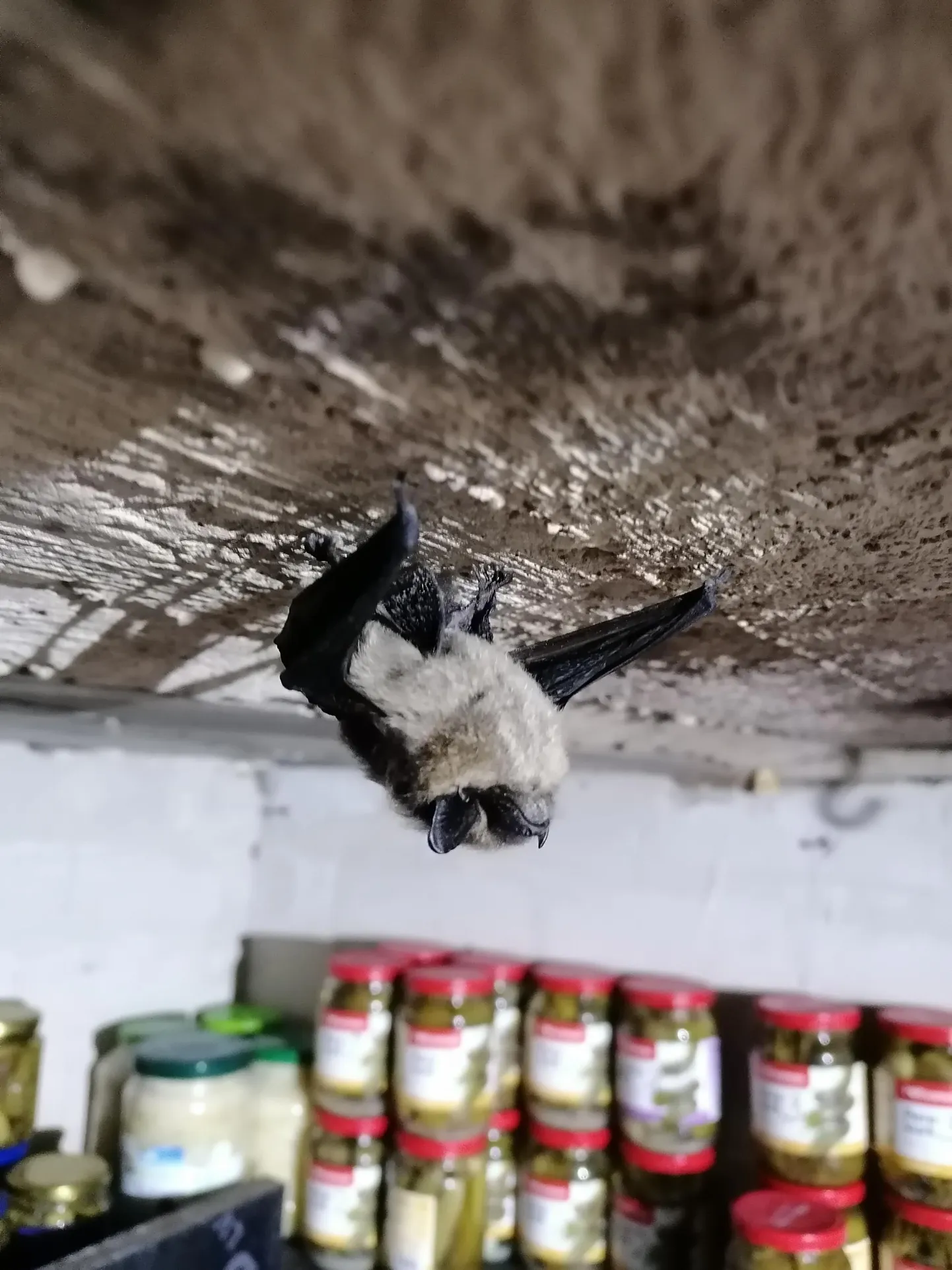 Pärnumaa keldris hoidiseid valvav põhja-nahkhiir.